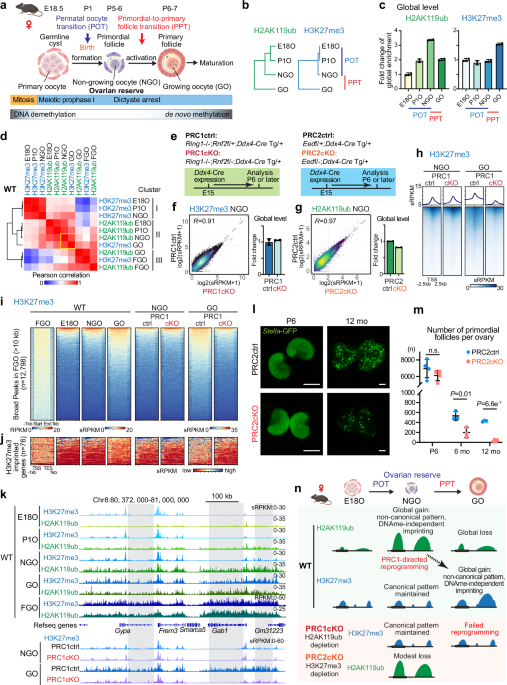 Polycomb Repressive Complex 1 primes non-growing oocytes for growth and early embryogenesis