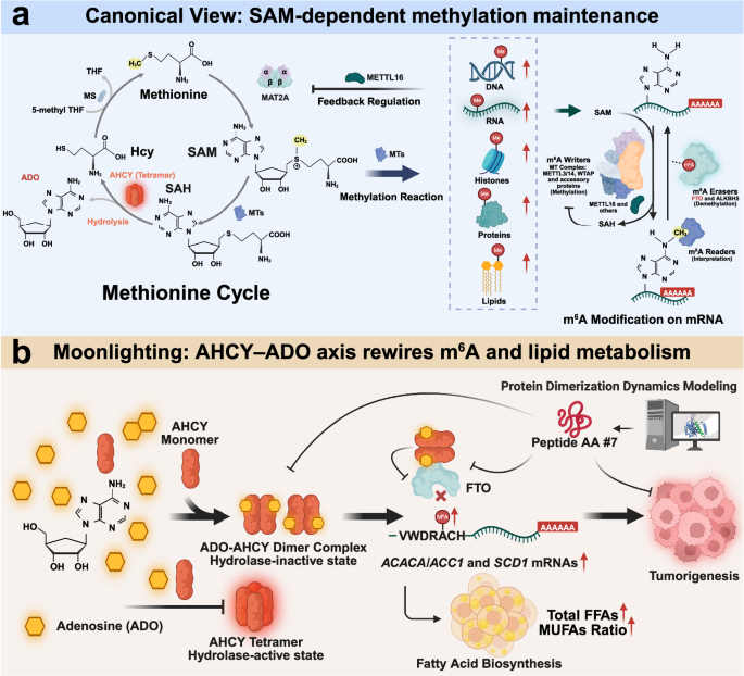 A moonlighting function: the methionine cycle rewires RNA methylation