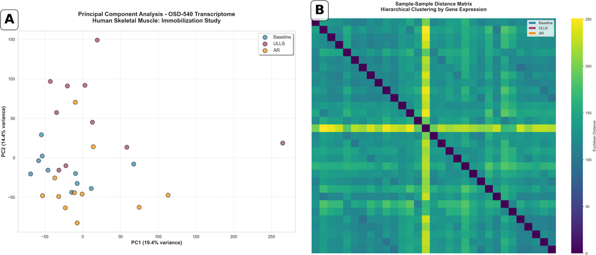 A Validated Transcriptomic NMJ Remodeling Score Reveals Synaptic Dysfunction Independent of Muscle Atrophy after Immobilization in a Microgravity Analog