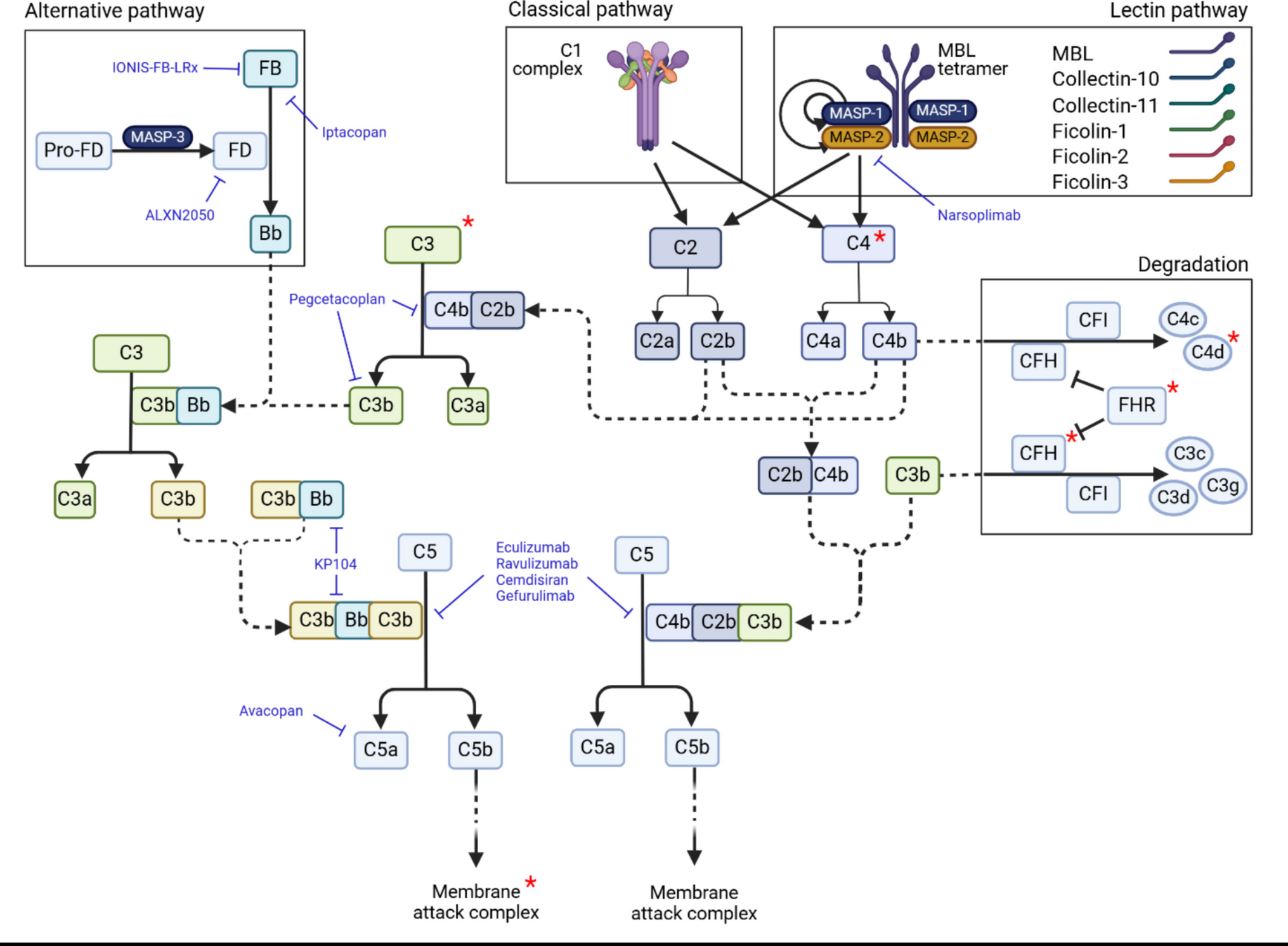 Complement and kidney diseases: unlocking the opportunity of targeted treatments for glomerular diseases, including IgA nephropathy