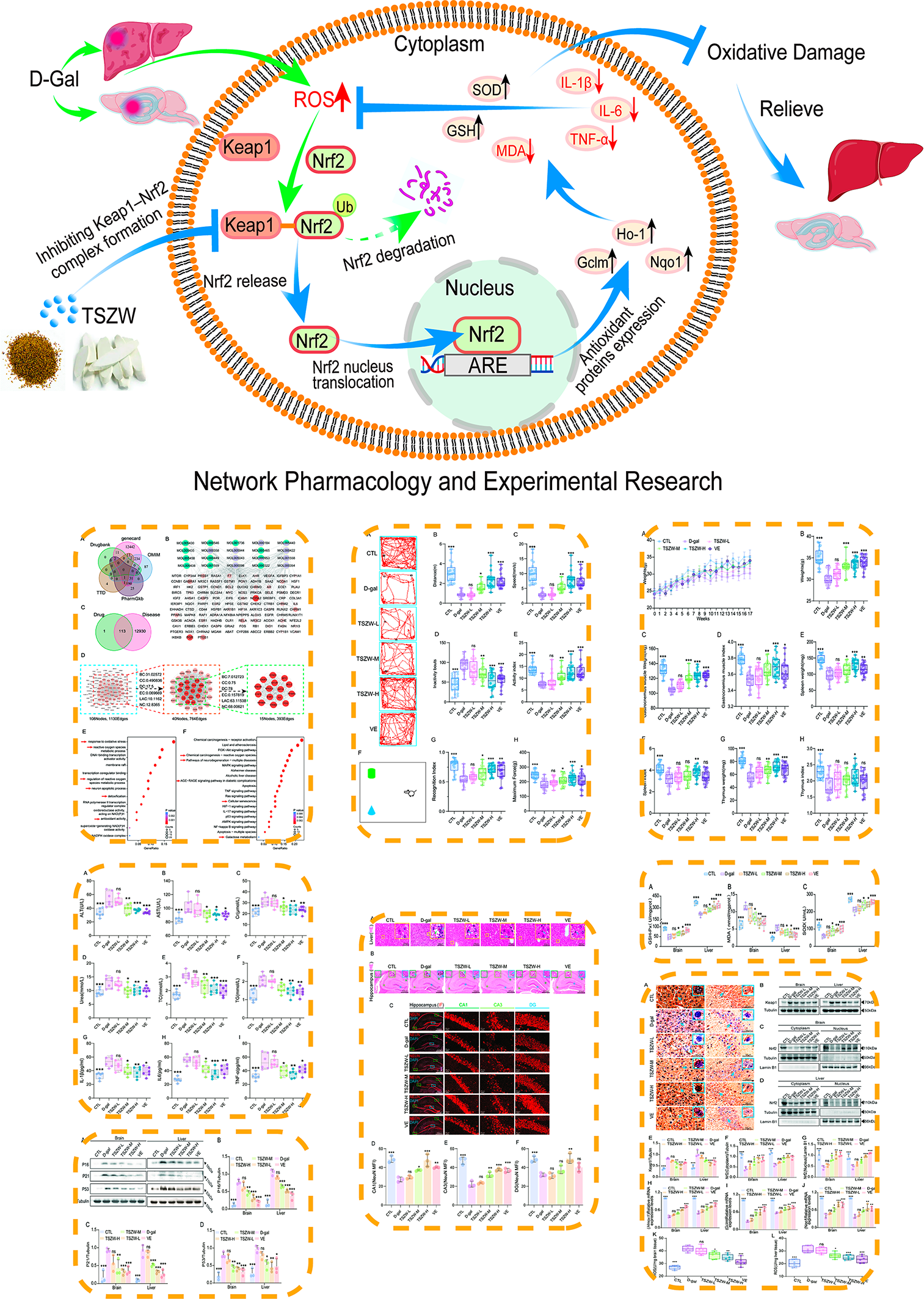 reduces D-galactose-induced hepatic and cerebral oxidative damage in aging mice via the Nrf2/ARE pathway