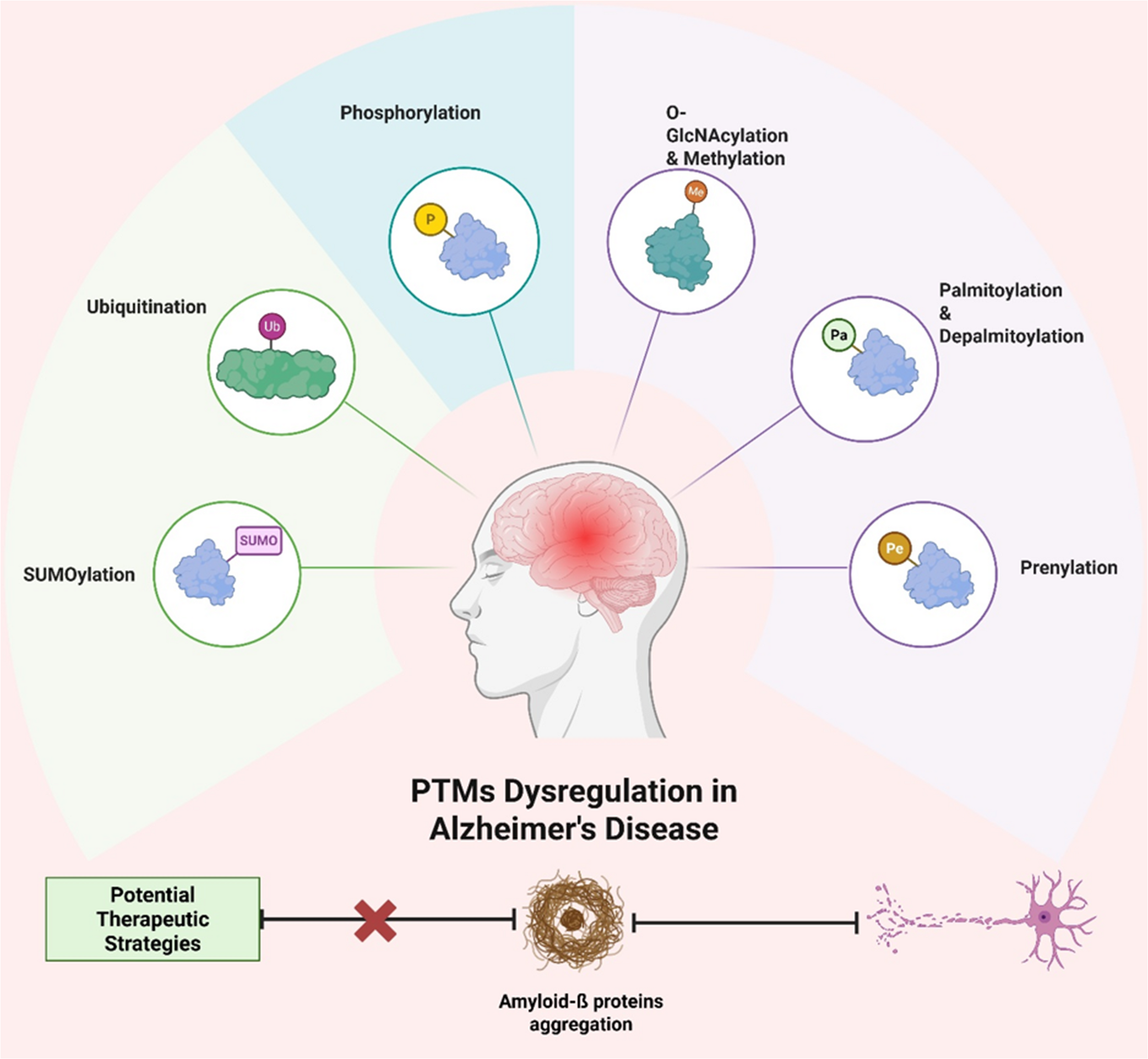 Post-translational modifications in alzheimer’s disease: proteome dynamics and emerging therapeutic strategies