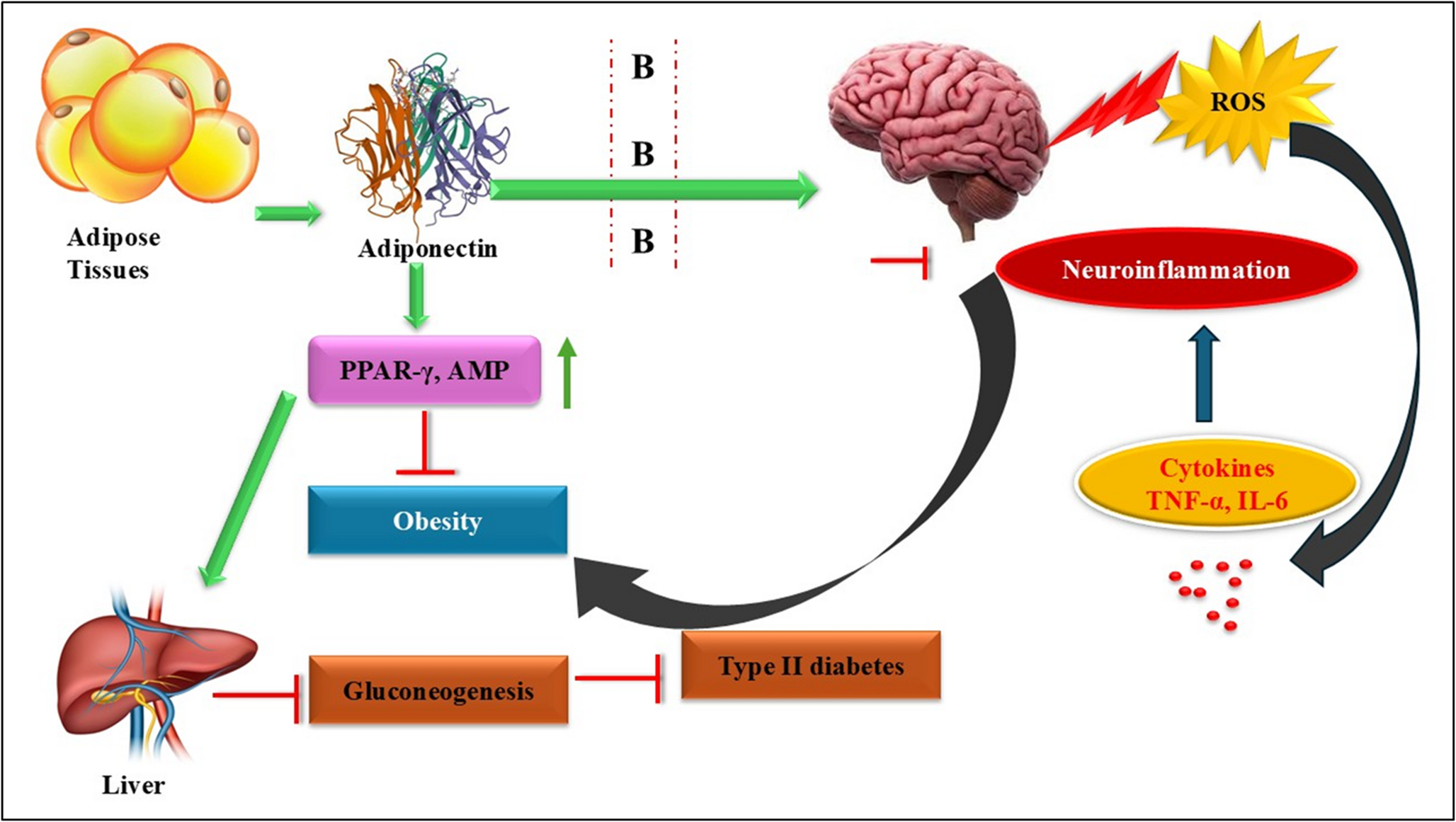 Adiponectin in neuroinflammation and parkinson’s disease: A macromolecular and therapeutic perspective
