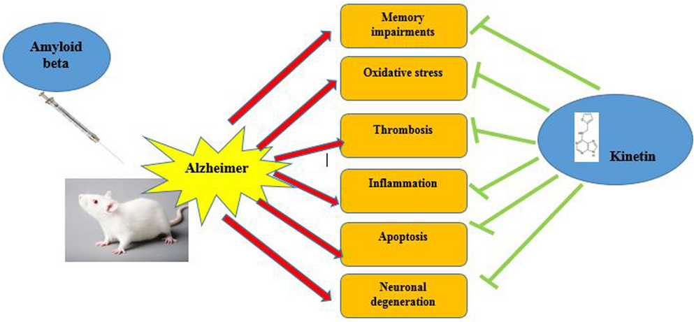 Kinetin mitigate neurodegenerative damage of Alzheimer induced by beta-amyloid in male rats by antioxidant and antithrombotic effects
