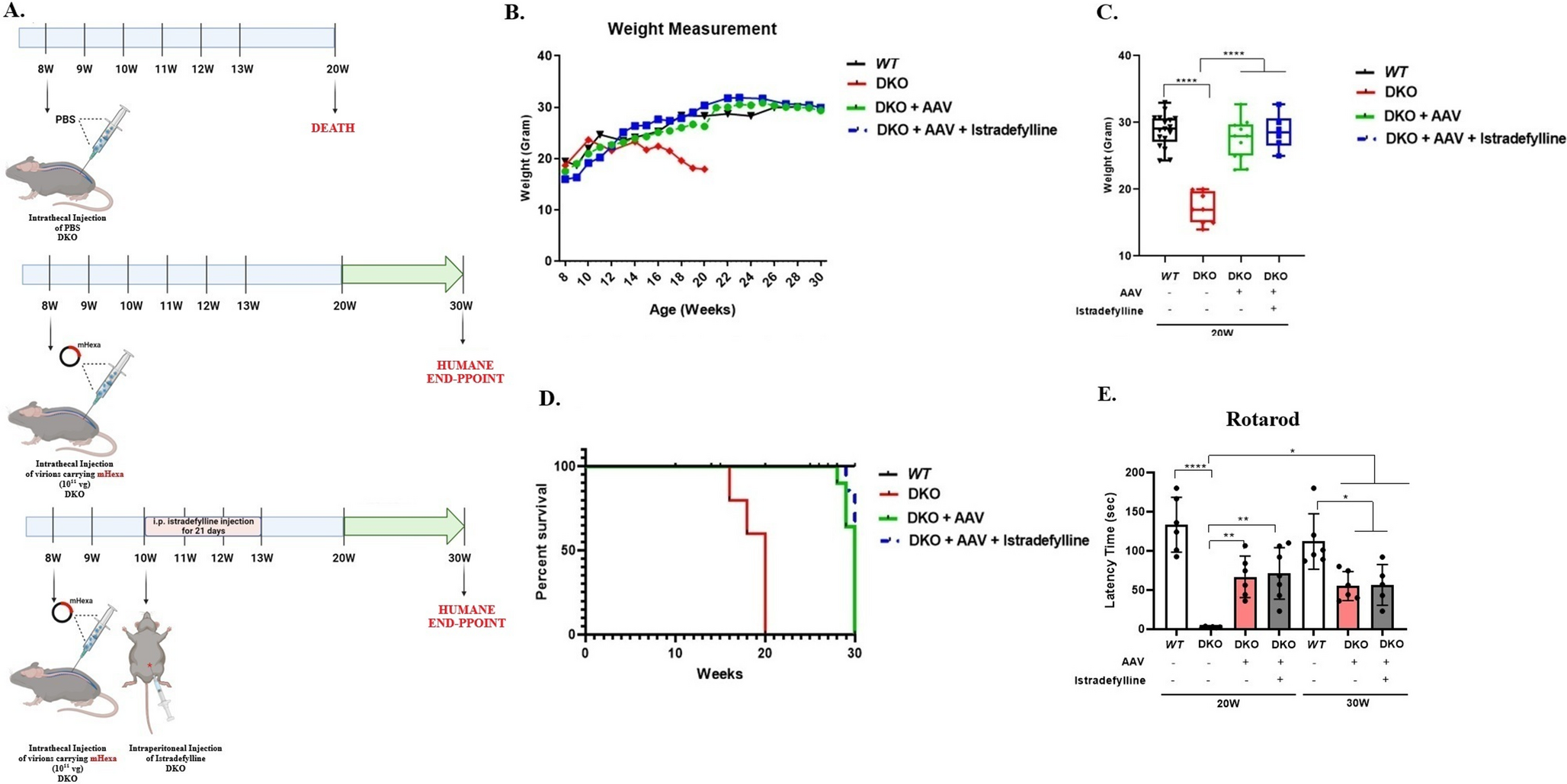 Intrathecal delivery of AAVrh10-mHexa combined with anti-inflammatory treatment reduces neuropathological markers and extends the lifespan of mice with early-onset Tay-Sachs disease
