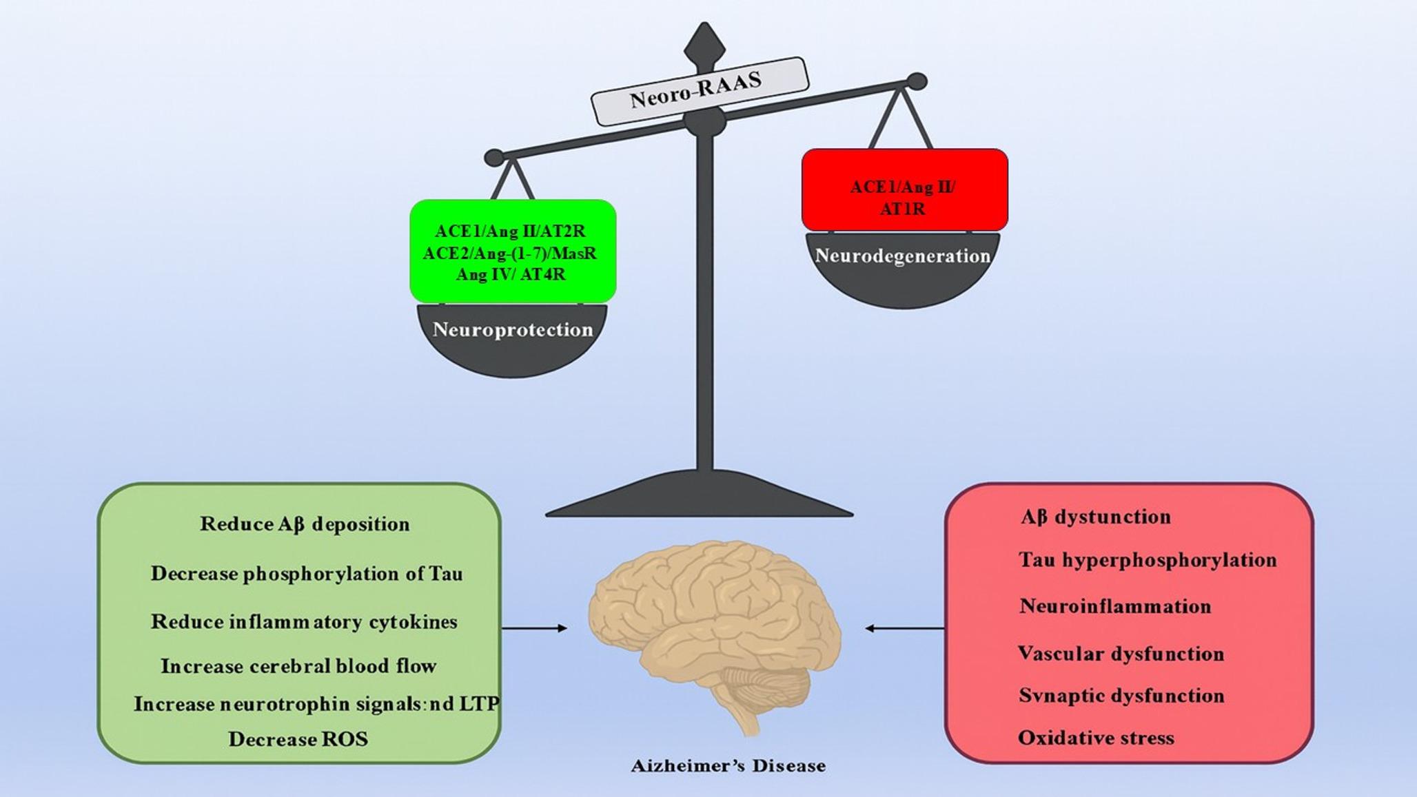 Neuro-renin–angiotensin–aldosterone system axis in alzheimer’s disease: from molecular dysregulation to therapeutic redirection
