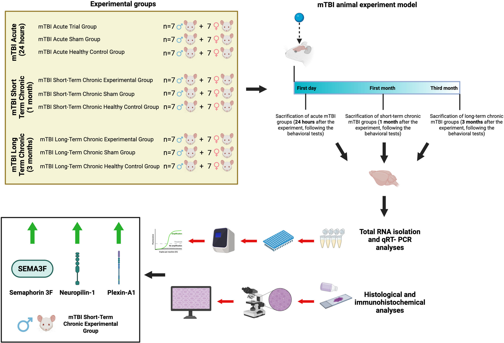 Increased semaphorin, neuropilin, and plexin expression plays a role in recovery after traumatic brain injury