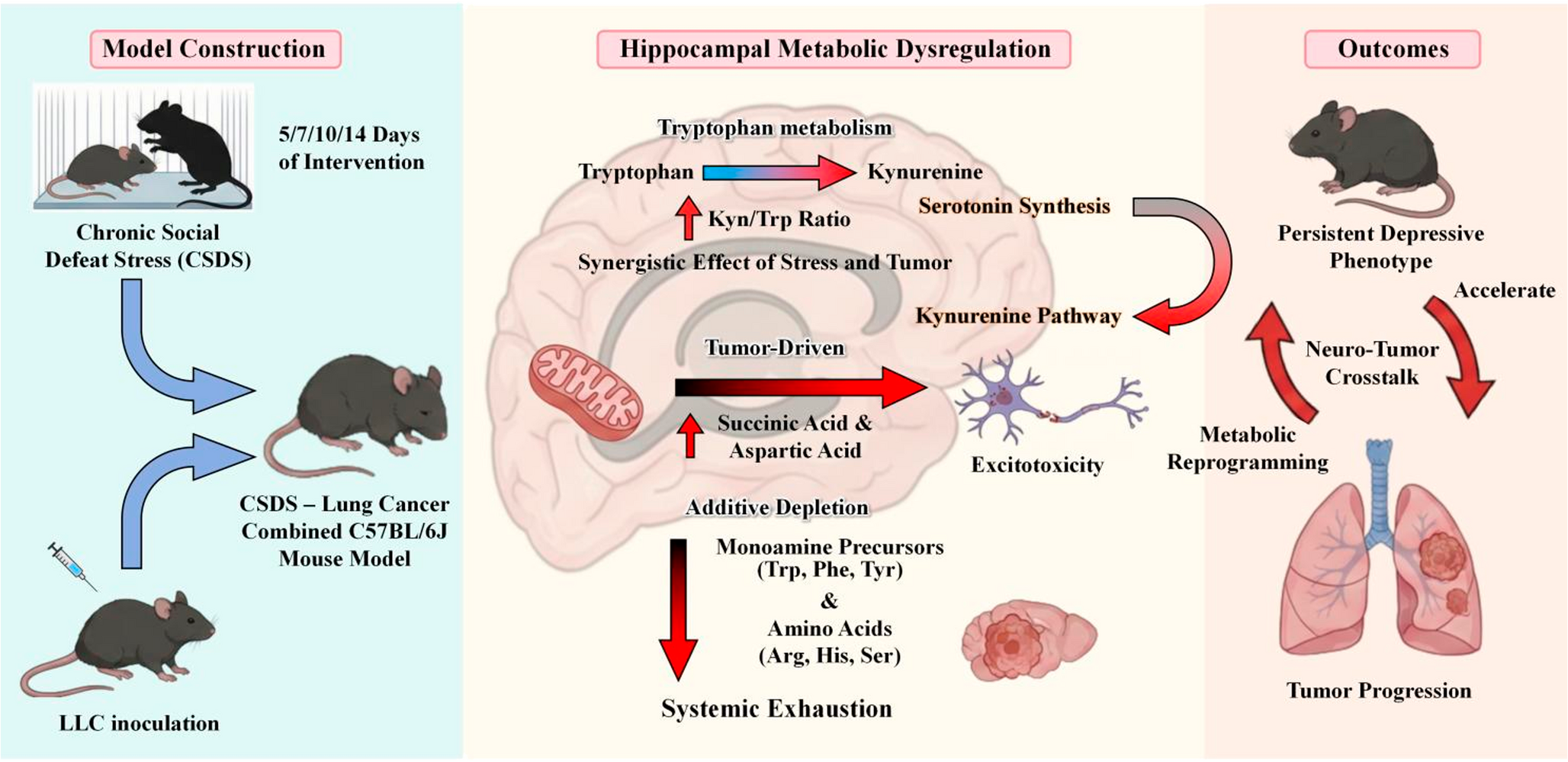 Chronic social defeat stress accelerates lung cancer progression and induces hippocampal metabolic dysregulation in a duration-optimized comorbid model
