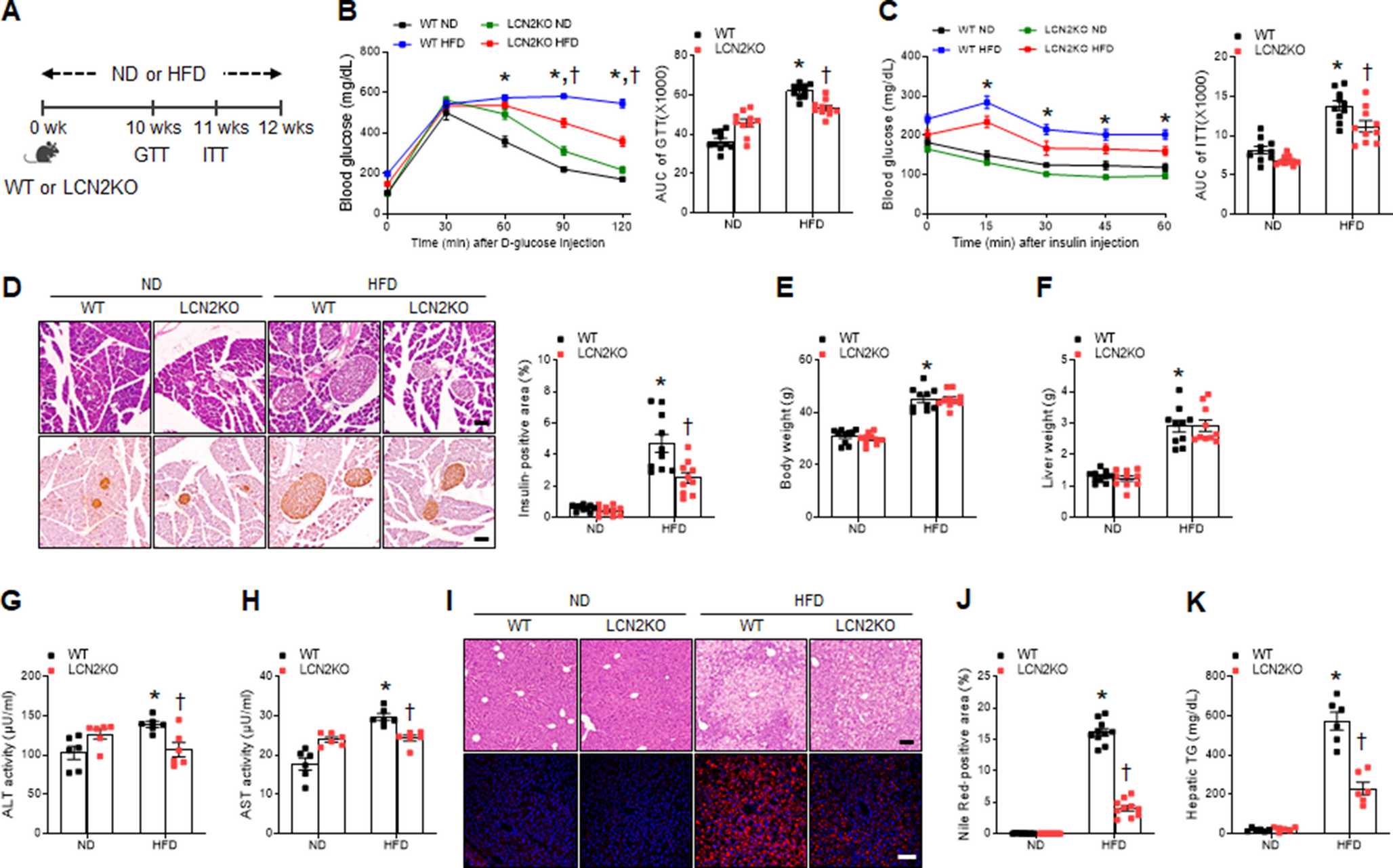 Lipocalin-2 deficiency attenuates kainic acid-induced hippocampal cell death in a high-fat diet-fed diabetic mice