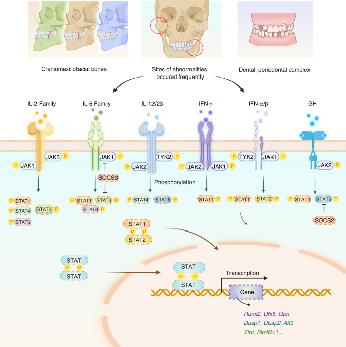 JAK-STAT signaling: molecular mechanism and targeted treatment in dento-maxillofacial abnormalities