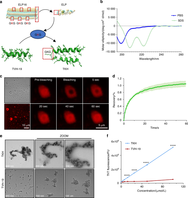 Bioengineered α-Hairpin peptide TKH with GKG linker: a LLPS-mediated biomimetic mineralization system for intrafibrillar remineralization and deep dentin tubule occlusion