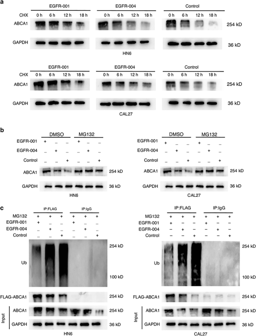 Correction: Antisense oligonucleotide targeting TARDBP-EGFR splicing axis inhibits progression of oral squamous cell carcinoma through ABCA1-regulated cholesterol efflux