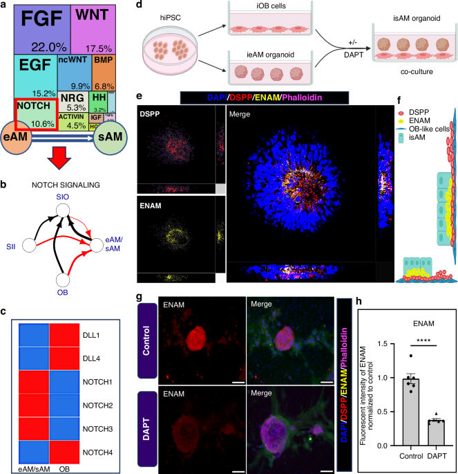 Soluble Notch agonist enables human ameloblast maturation and enamel-like tissue formation for tooth regeneration