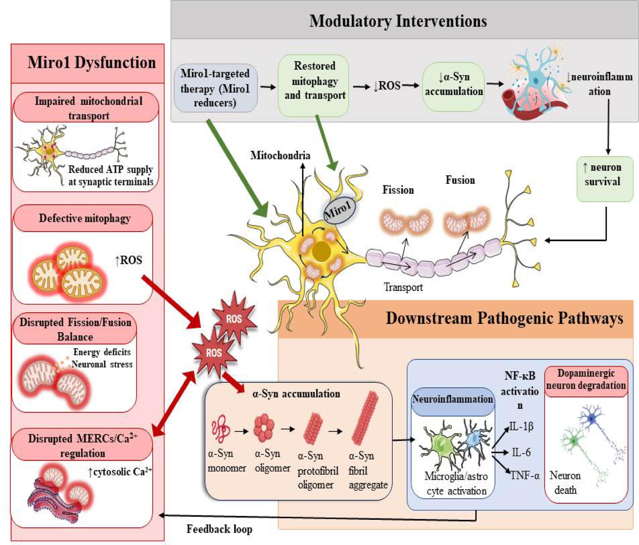 Miro1 in Parkinson’s Disease: A Key Regulator of Mitochondrial Homeostasis and Neurodegeneration