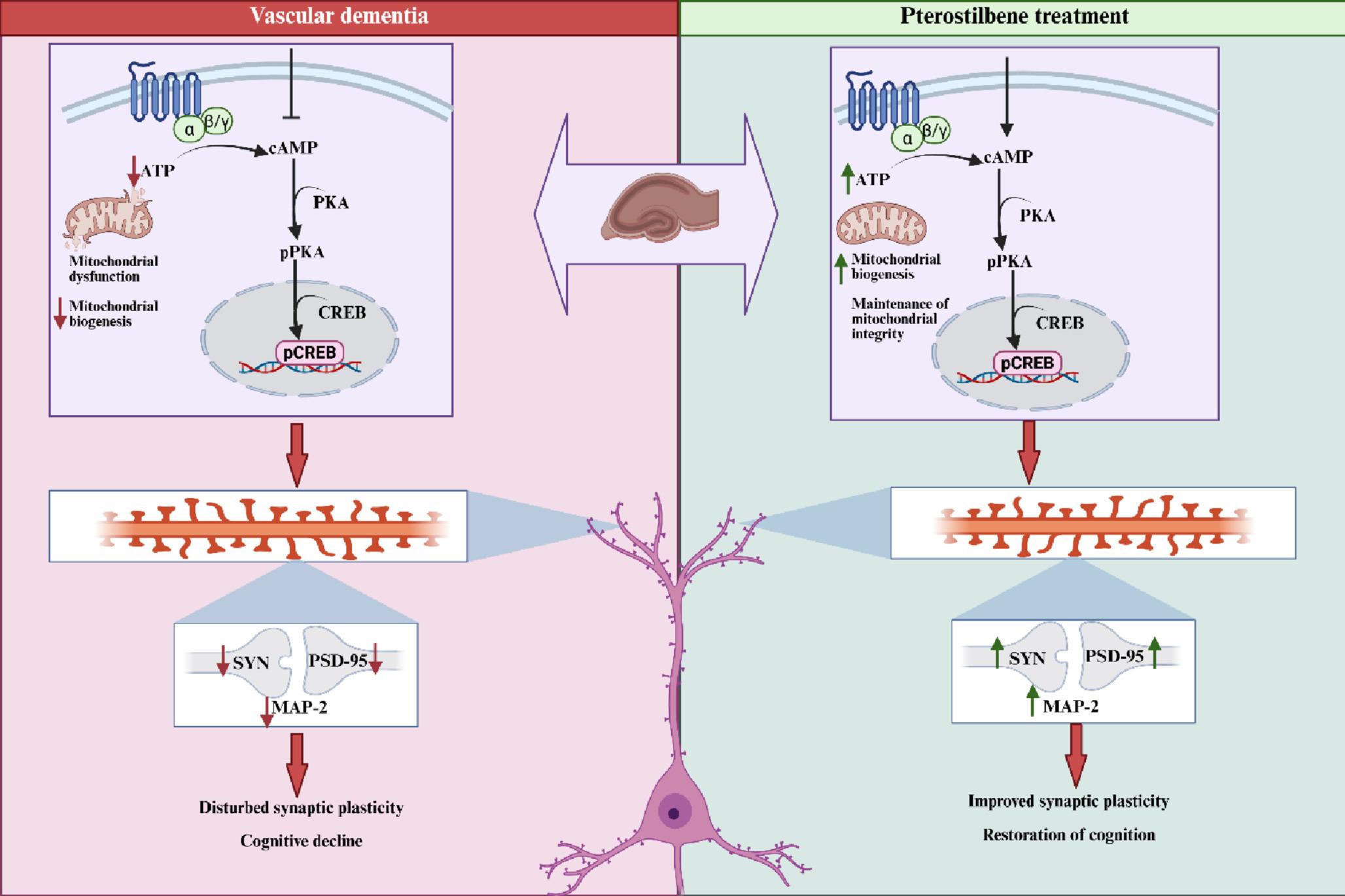 Pterostilbene Orchestrates Synaptic Remodeling and Mitochondrial Functional Reconstitution to Attenuate Ischemic Vascular Dementia