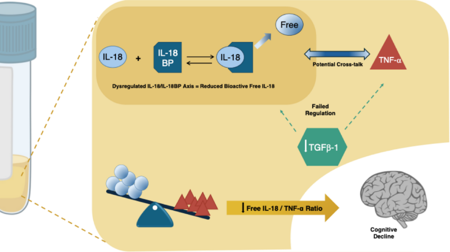 Searching for New Possible Peripheral Biomarkers of Cognitive Decline in Down Syndrome: The Role of IL-18 Pathway and its Interaction with TGF-β1 and TNF-α
