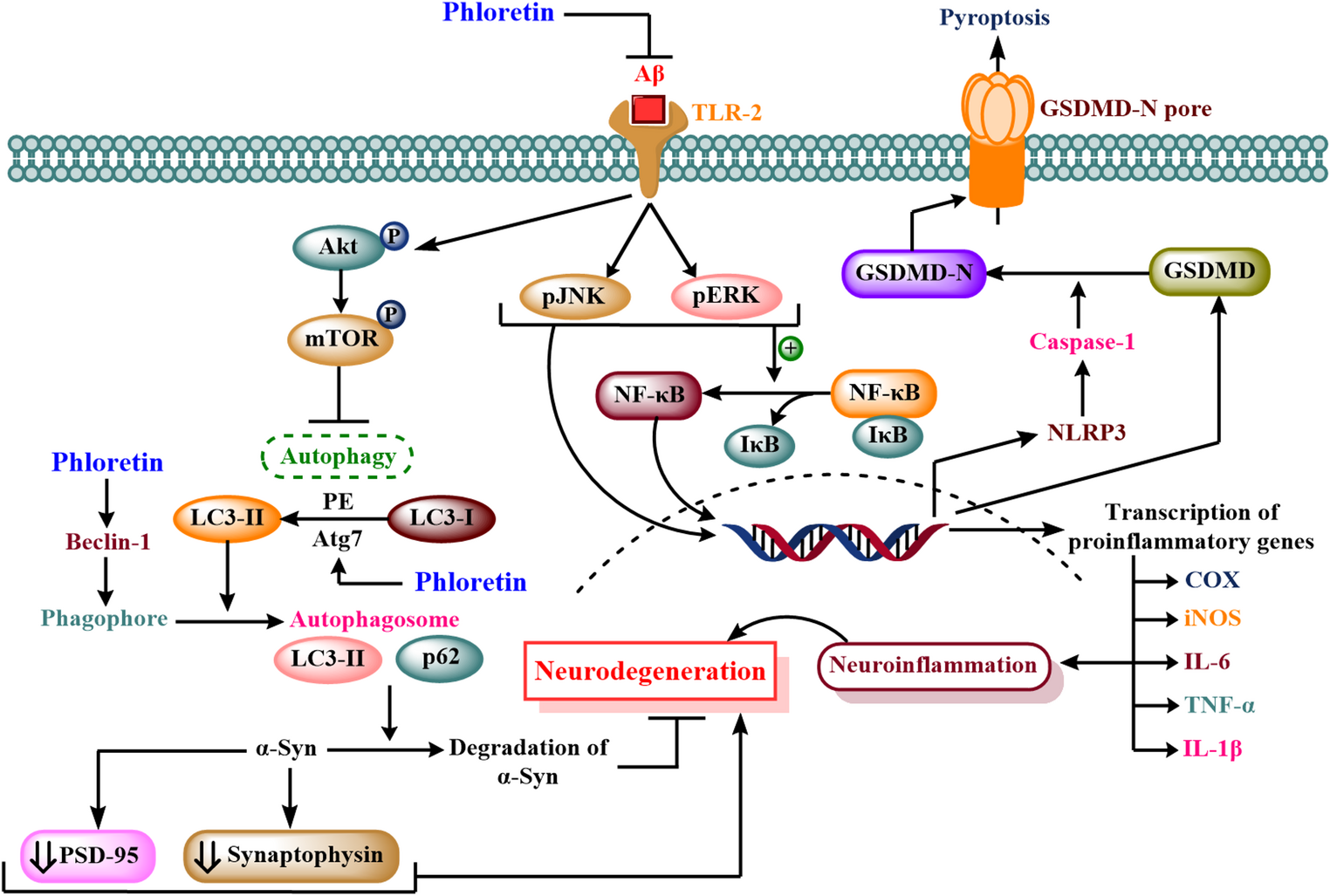 Phloretin as a Multitarget Neuroprotective Agent: Mechanistic Insights into the Modulation of Oxidative Stress, Inflammation, and Apoptosis