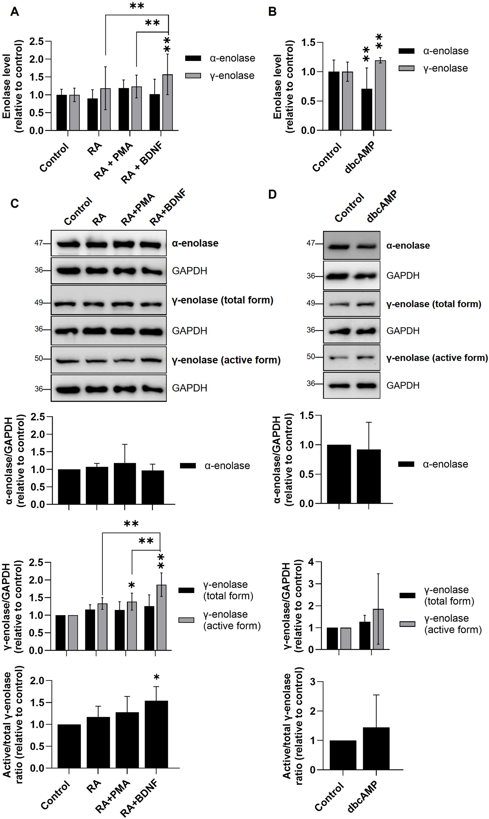 Neuronal Subtype-Specific Expression of γ-Enolase: Its Role in Neuronal Differentiation