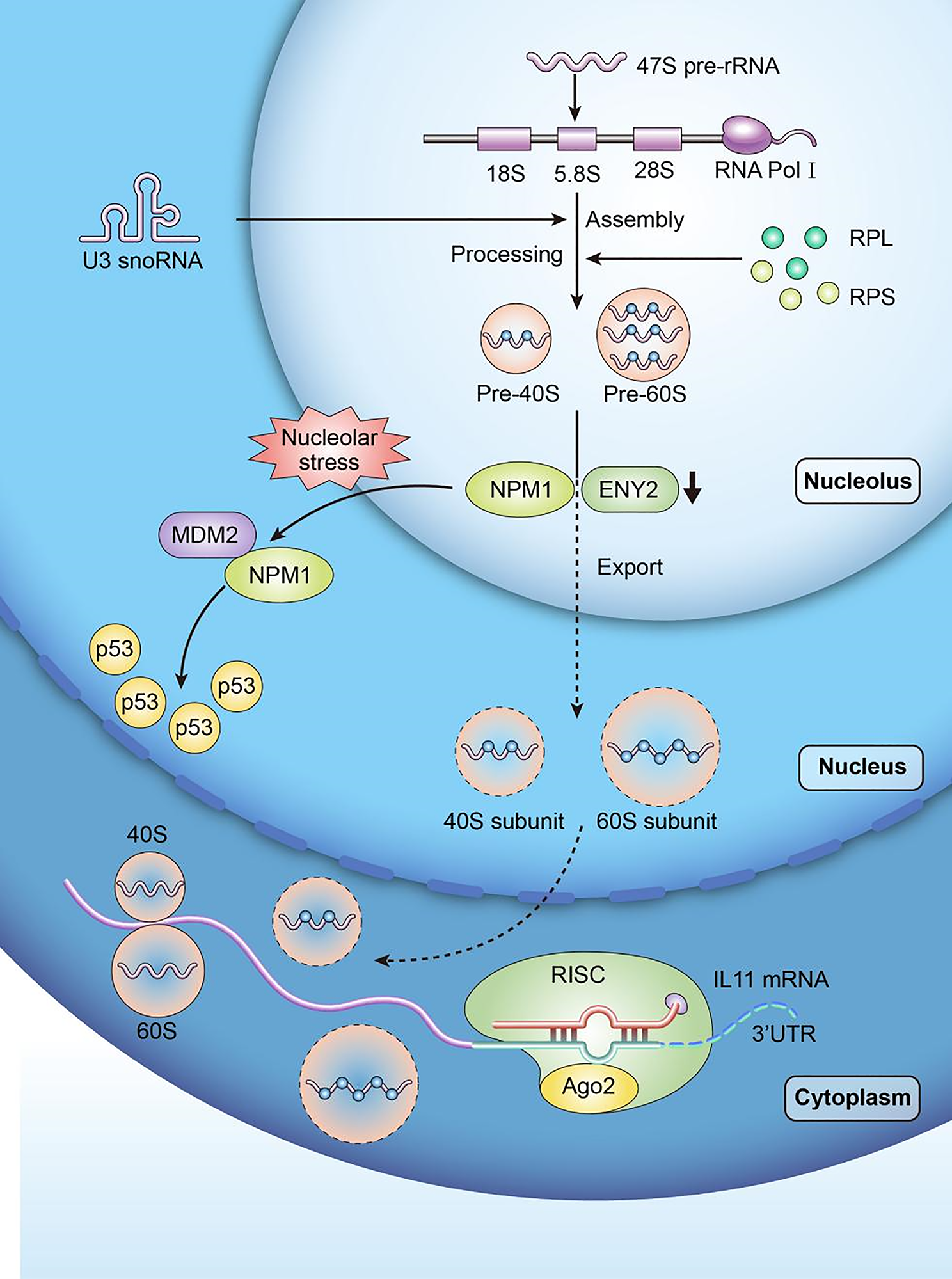 ENY2 transcription and export complex 2 subunit deficiency induces nucleolar stress to inhibit tumor progression through NPM1/MDM2/p53-dependent and -independent responses