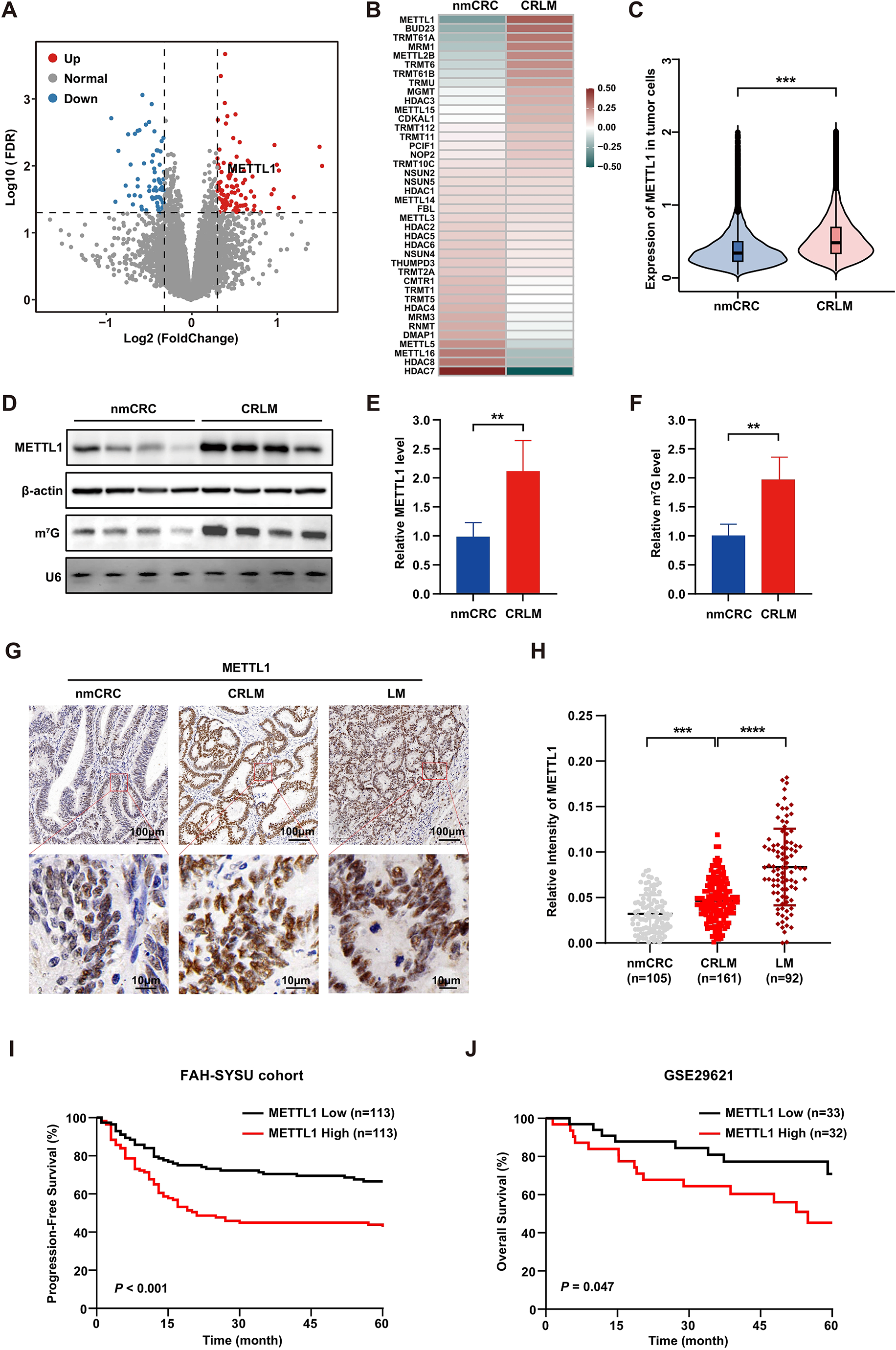METTL1-mediated mG tRNA modification promotes colorectal cancer progression and liver metastasis via translational regulation