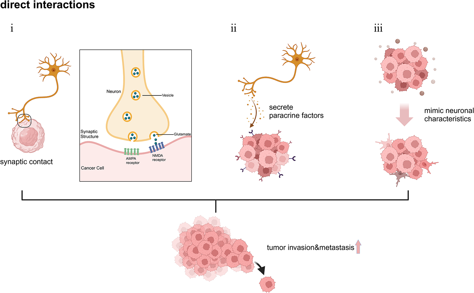 Neural-tumor crosstalk and molecular targeting: mechanisms and therapeutic implications in cancer neuroscience