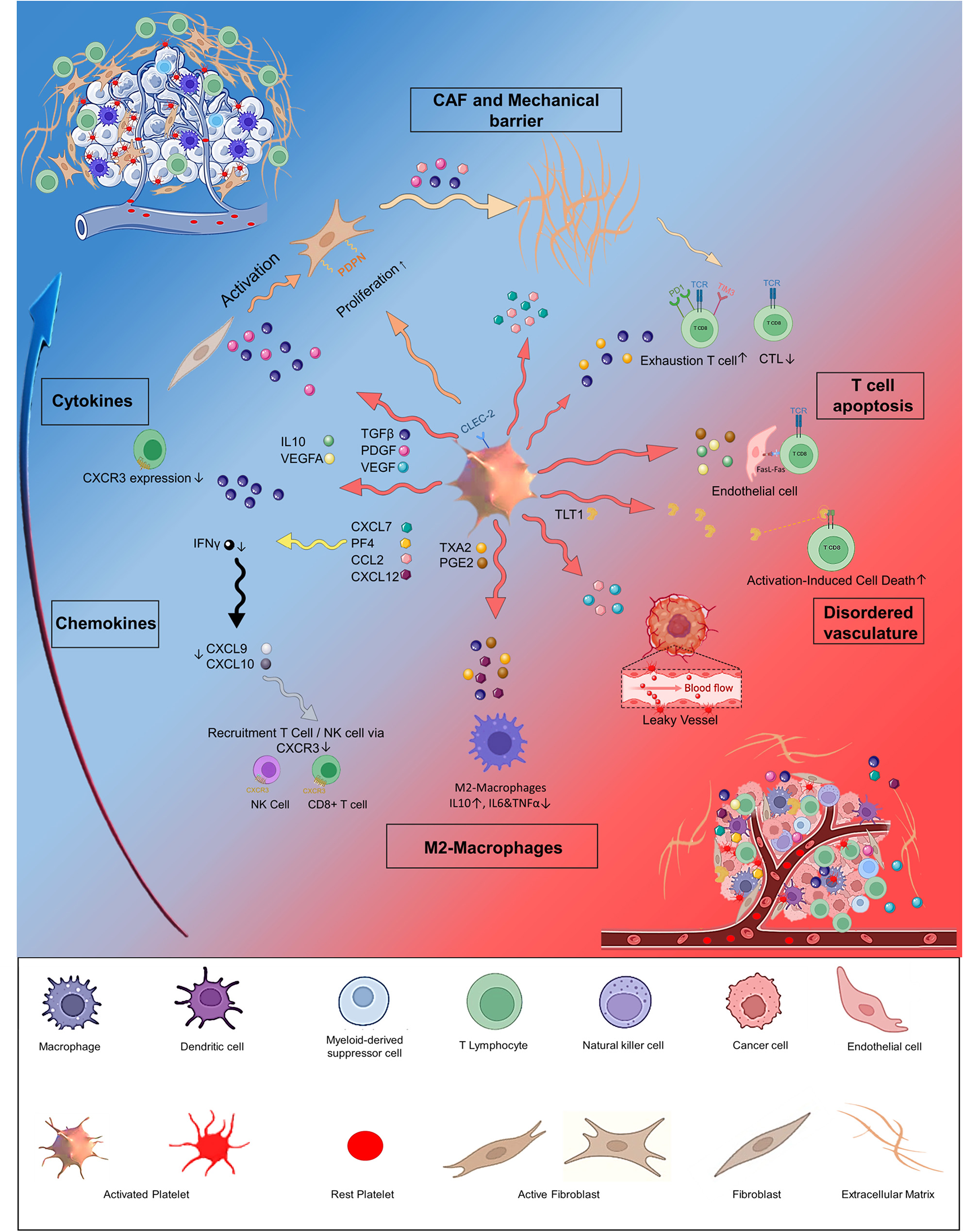 Platelets in the tumor microenvironment: potential mediators of immune exclusion and resistance to immune checkpoint inhibitor therapy