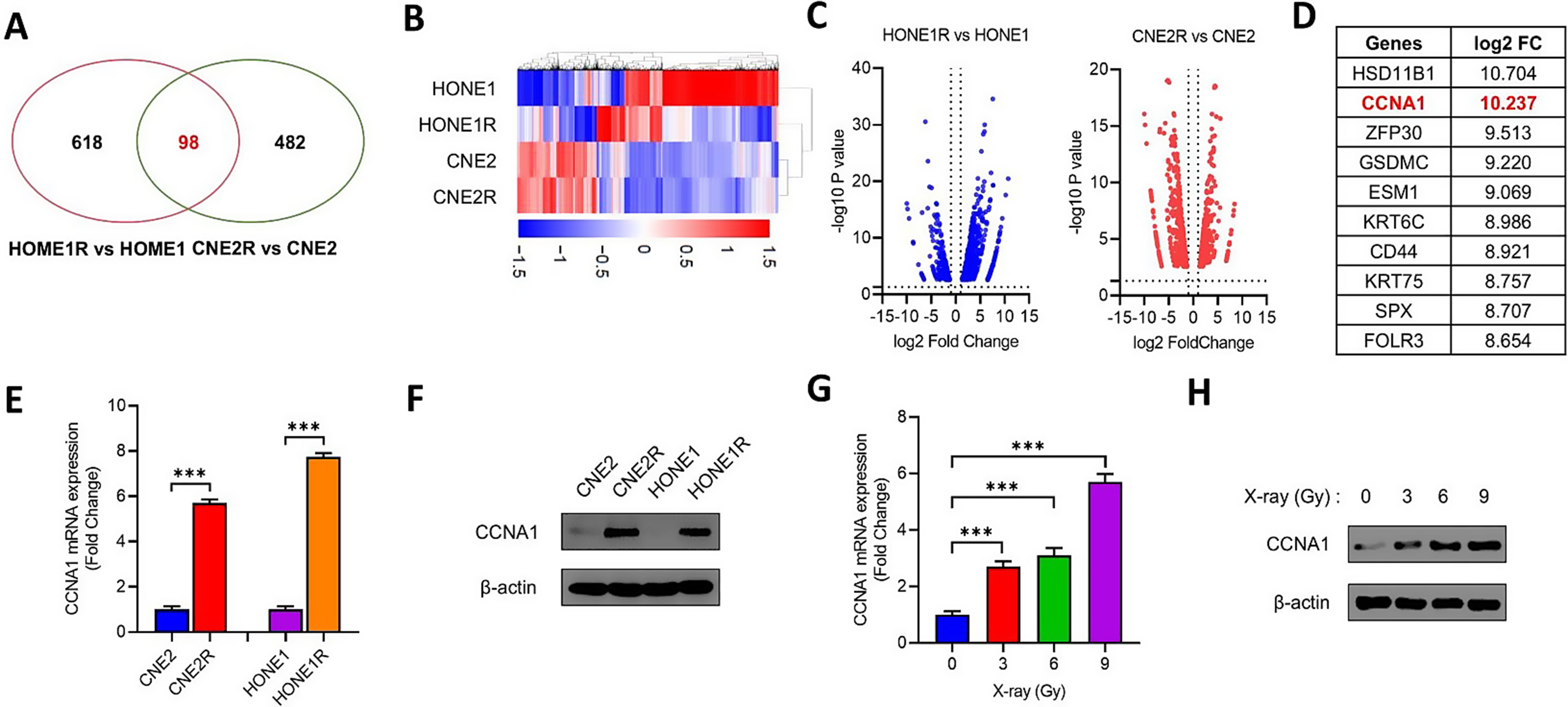 Akt/mTOR pathway-mediated CCNA1 regulation of radiotherapy resistance in nasopharyngeal carcinoma