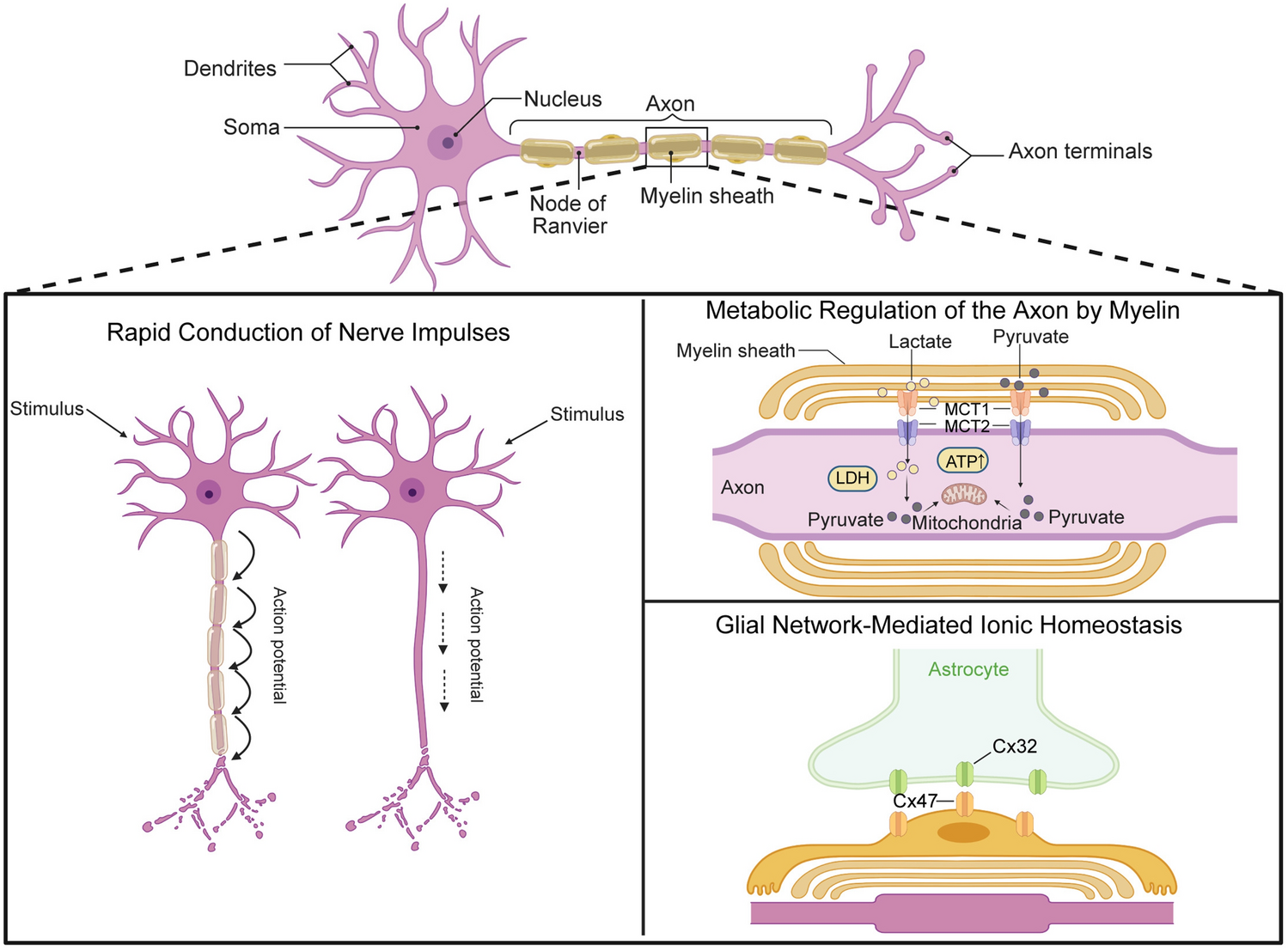 Beyond the Wiring: White Matter as a Dynamic Regulator of Brain Function and Disease
