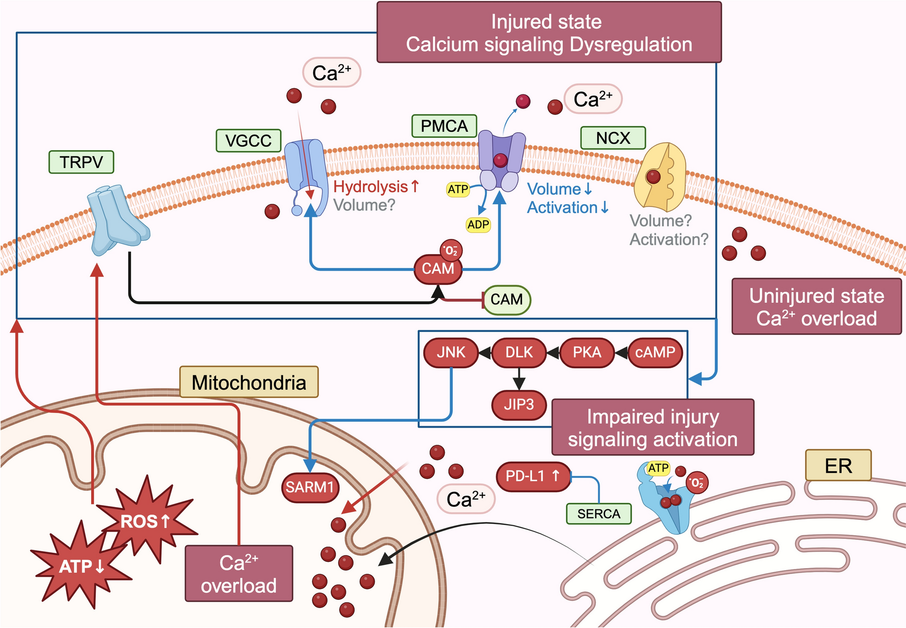 Aging-Related Changes in the Injury Response of the Peripheral Nervous System