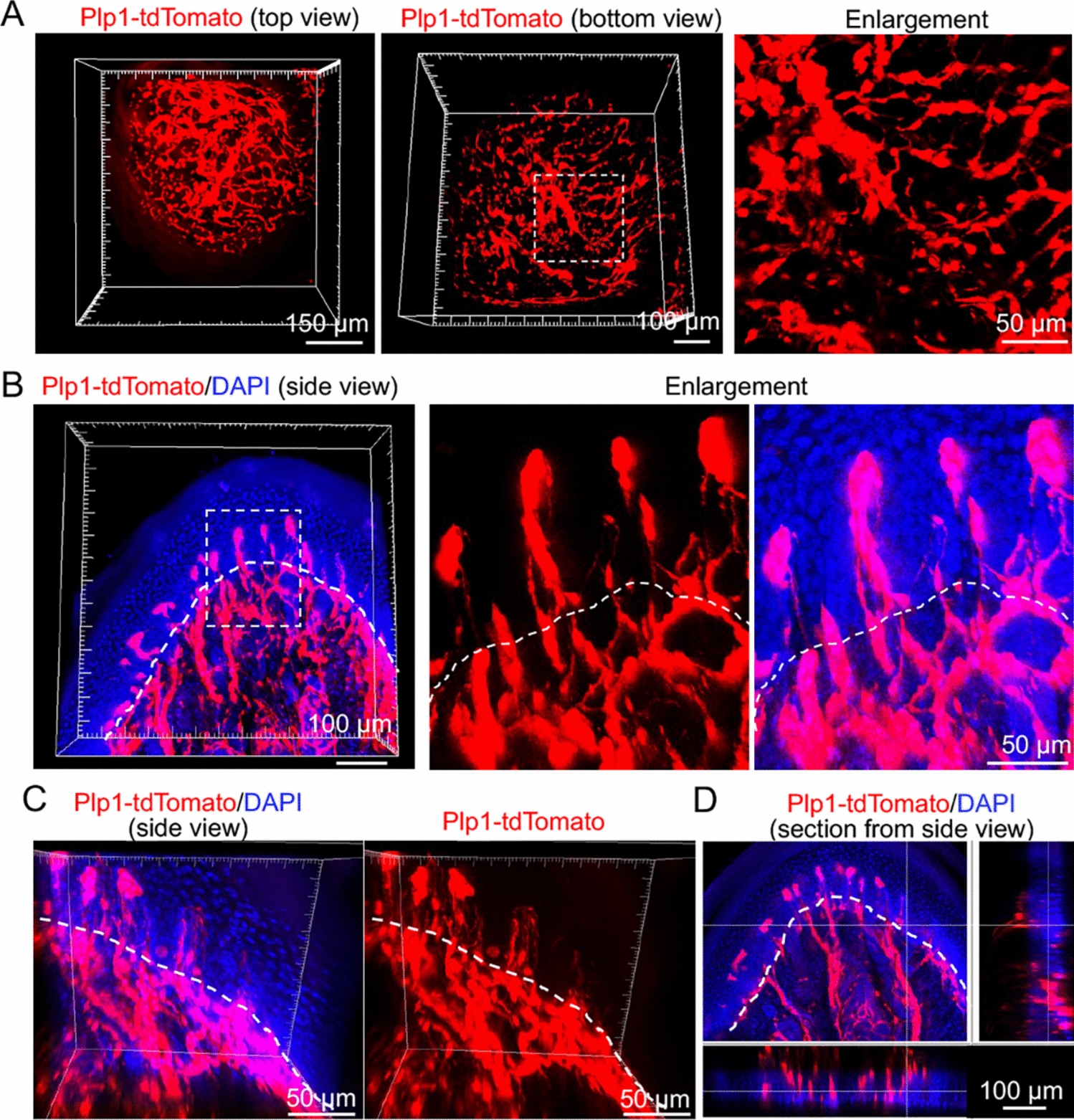 Distinct Role of Specialized Cutaneous Schwann Cell Network in Acute and Chronic Pain Sensation