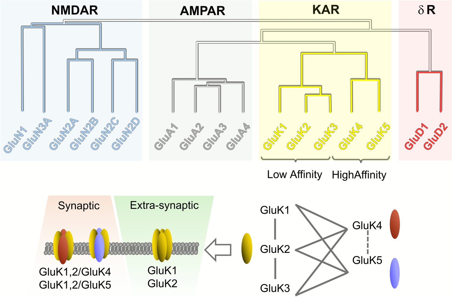 Kainate Receptors in Sensory Neurons: Molecular Identity and Functional Relevance to Pain