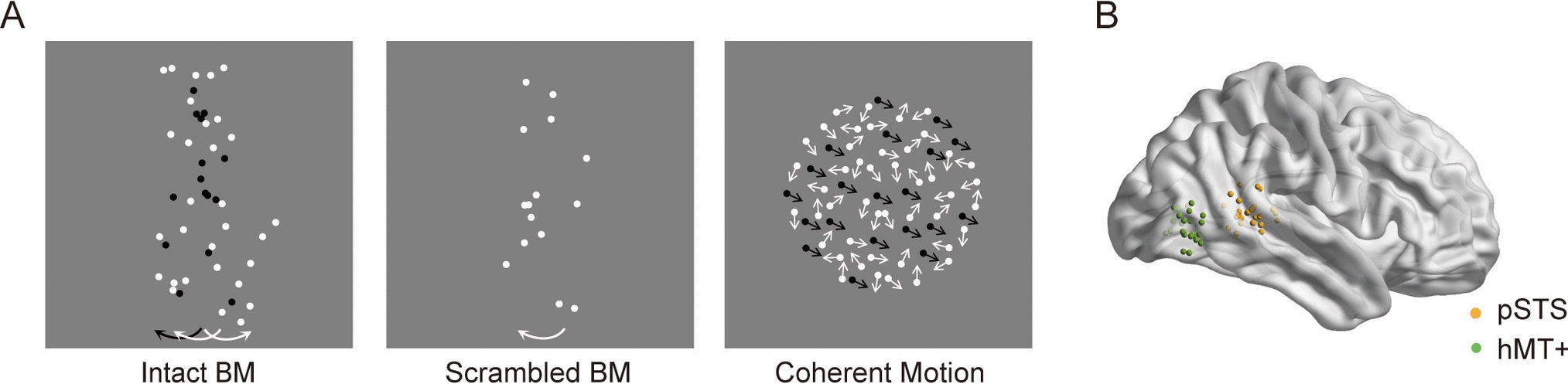 Cortical Contributions to Local and Global Biological Motion Perception: Insights from Transcranial Magnetic Stimulation