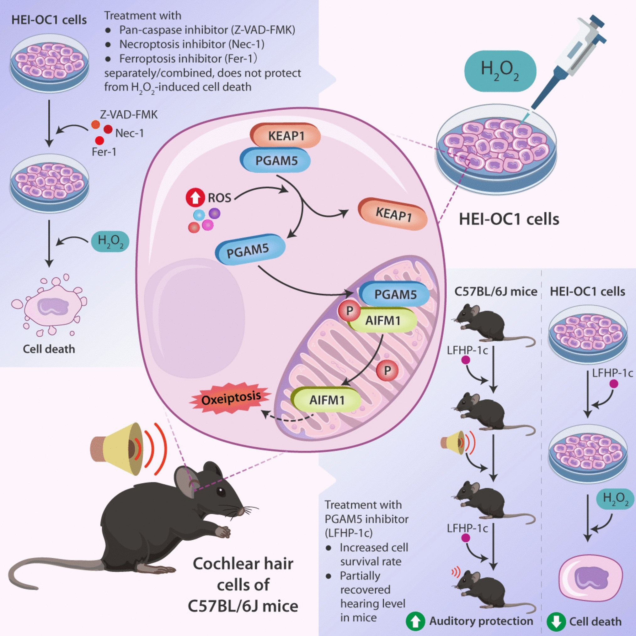 Unveiling a Novel Mechanism in Noise-Induced Hearing Loss: Oxeiptosis-Mediated Regulated Cell Death of Cochlear Hair Cell