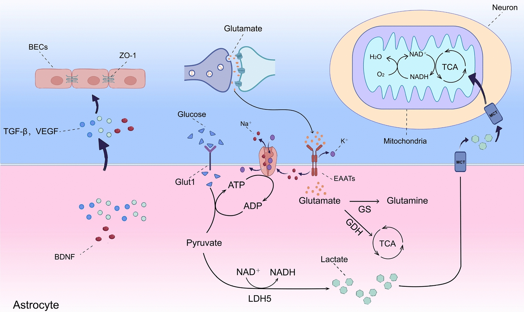 Role Shift of Glial Cells from Physiology to Pathology in Alzheimer’s Disease: The Regulatory Impact of Exercise