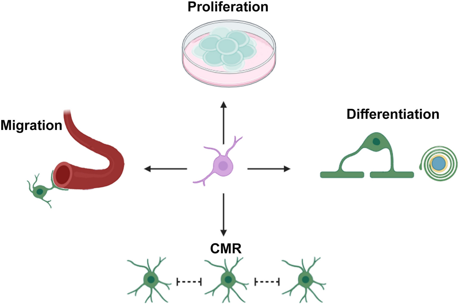 Reactive OPCs in CNS Injury: From Functional Diversity to Therapeutic Translation