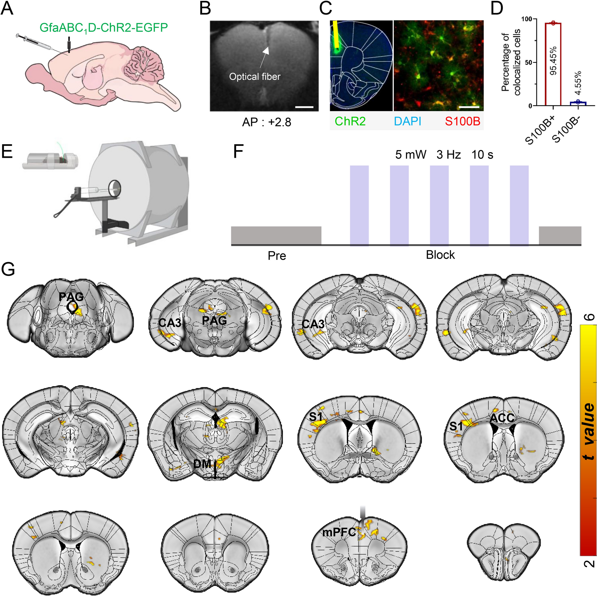 Astrocyte-Driven Modulation of Whole-Brain Functional Networks and BOLD Signals Revealed by Optogenetic-fMRI
