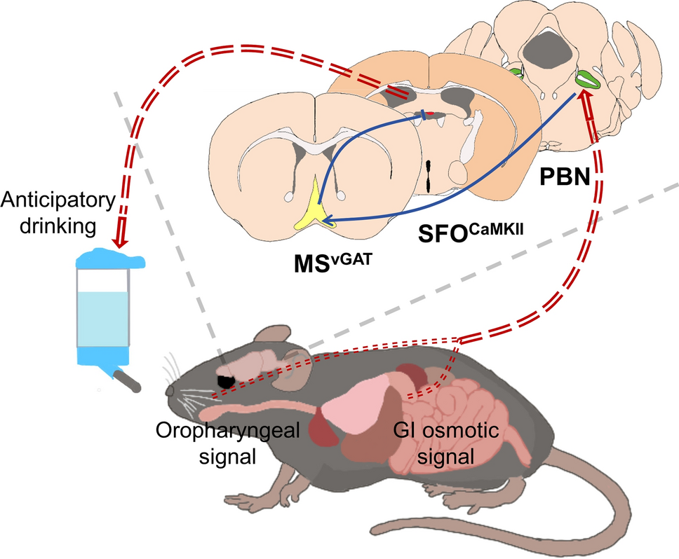 Putting the Brakes on Thirst: A Neural Circuit for Anticipatory Fluid Control