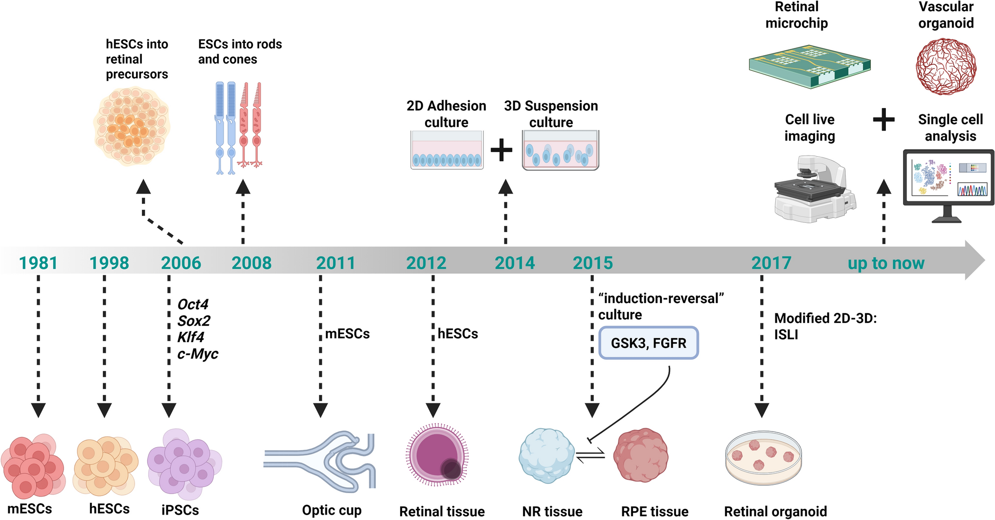 Current Advances and Applications of Retinal Organoids