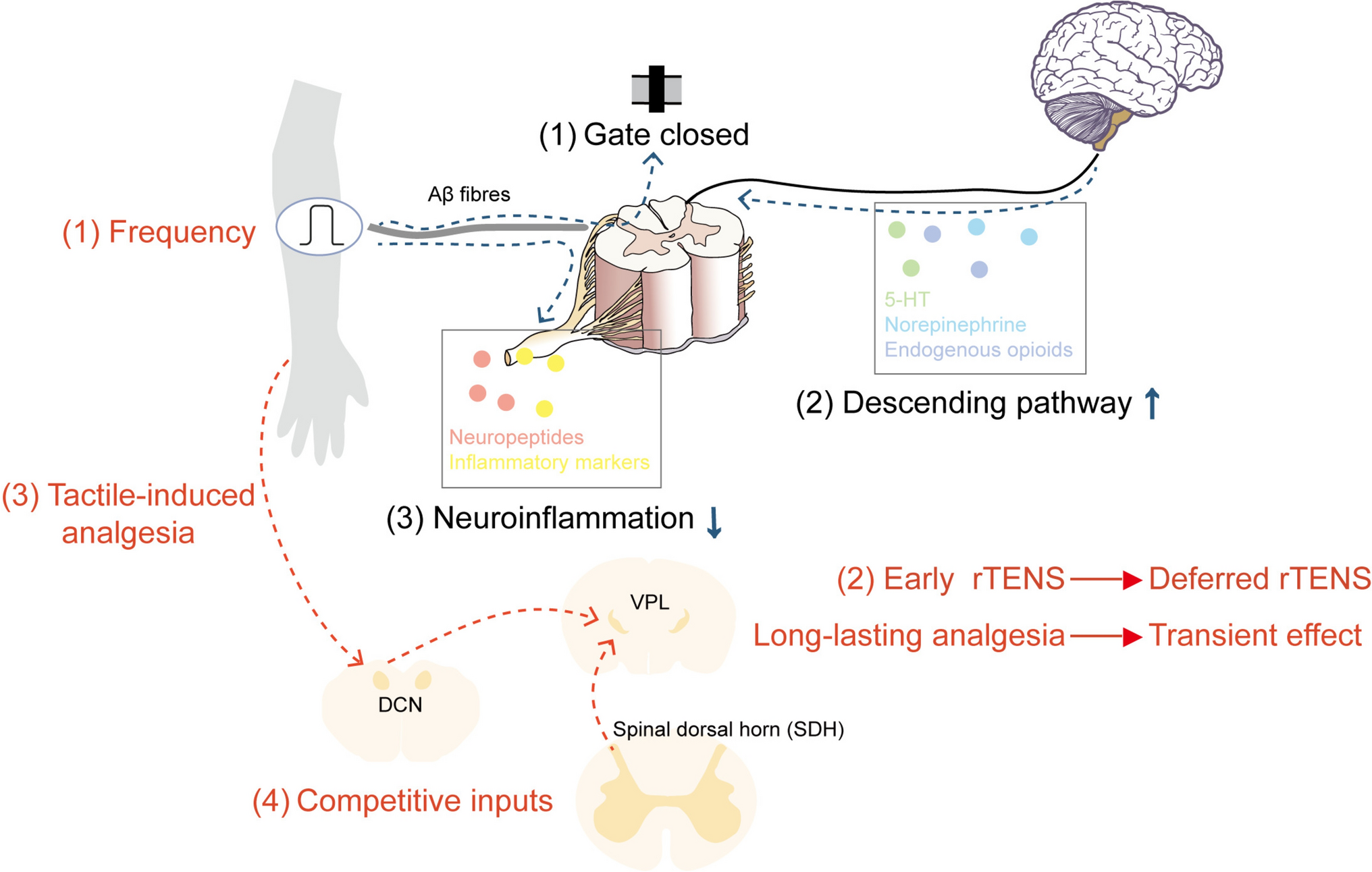 Dorsal Column Nuclei at the Core of TENS: Circuit Principles and Outlook for Neuropathic Pain Therapy
