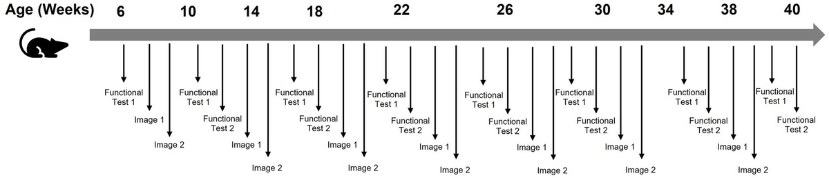 From observation to optimization: behavioral metrics that matter in KPI based home cage monitoring