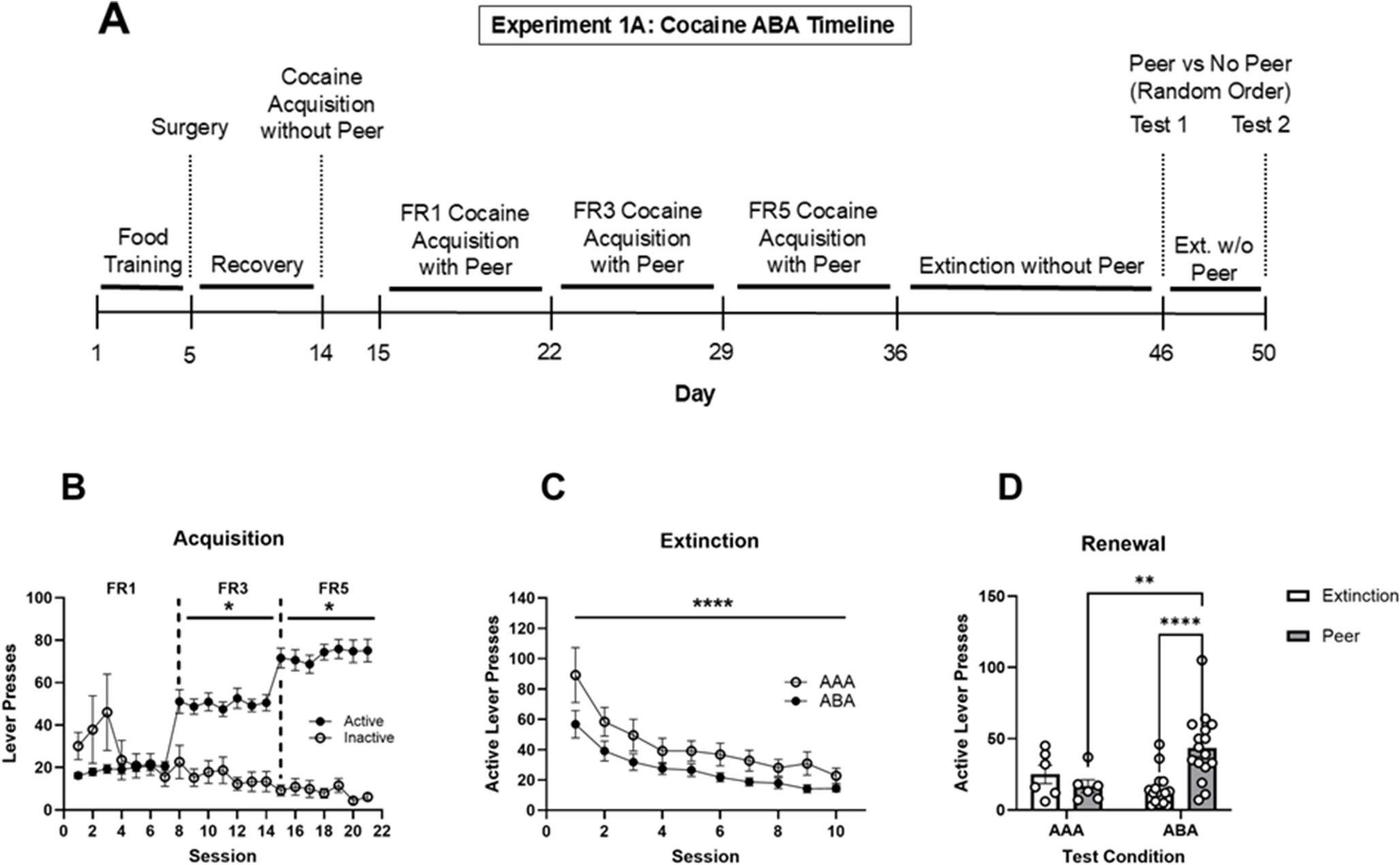 Social context in renewal of cocaine and fentanyl seeking: role of peer presence versus peer absence