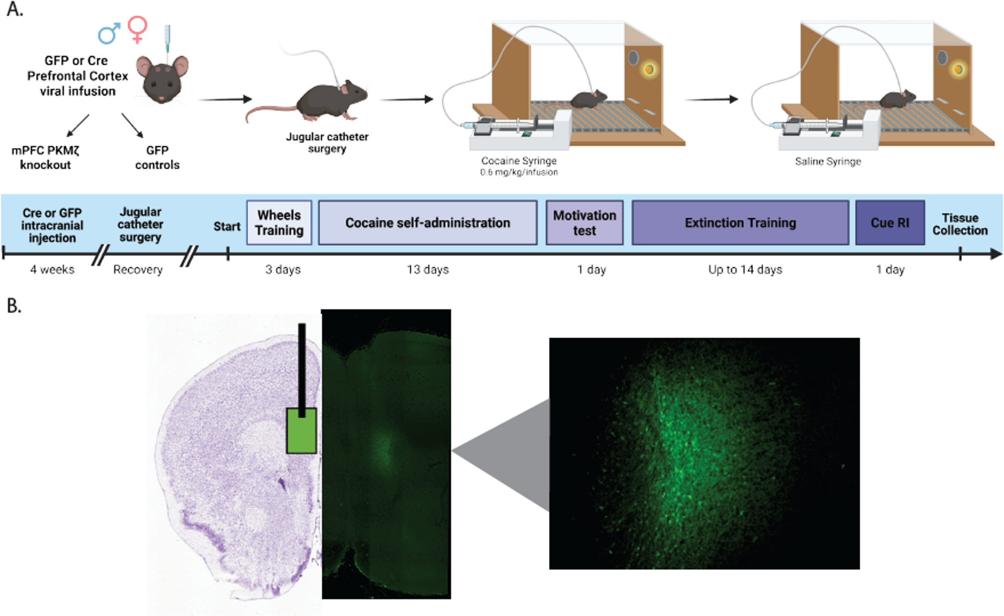 PKMζ in the prefrontal cortex alters cocaine cue-induced reinstatement in a sex-specific manner