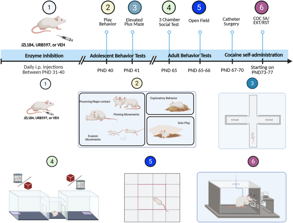 Differential effects of adolescent fatty acid amide hydrolase and monoacylglycerol lipase inhibition on adolescent and adult behaviors in male rats