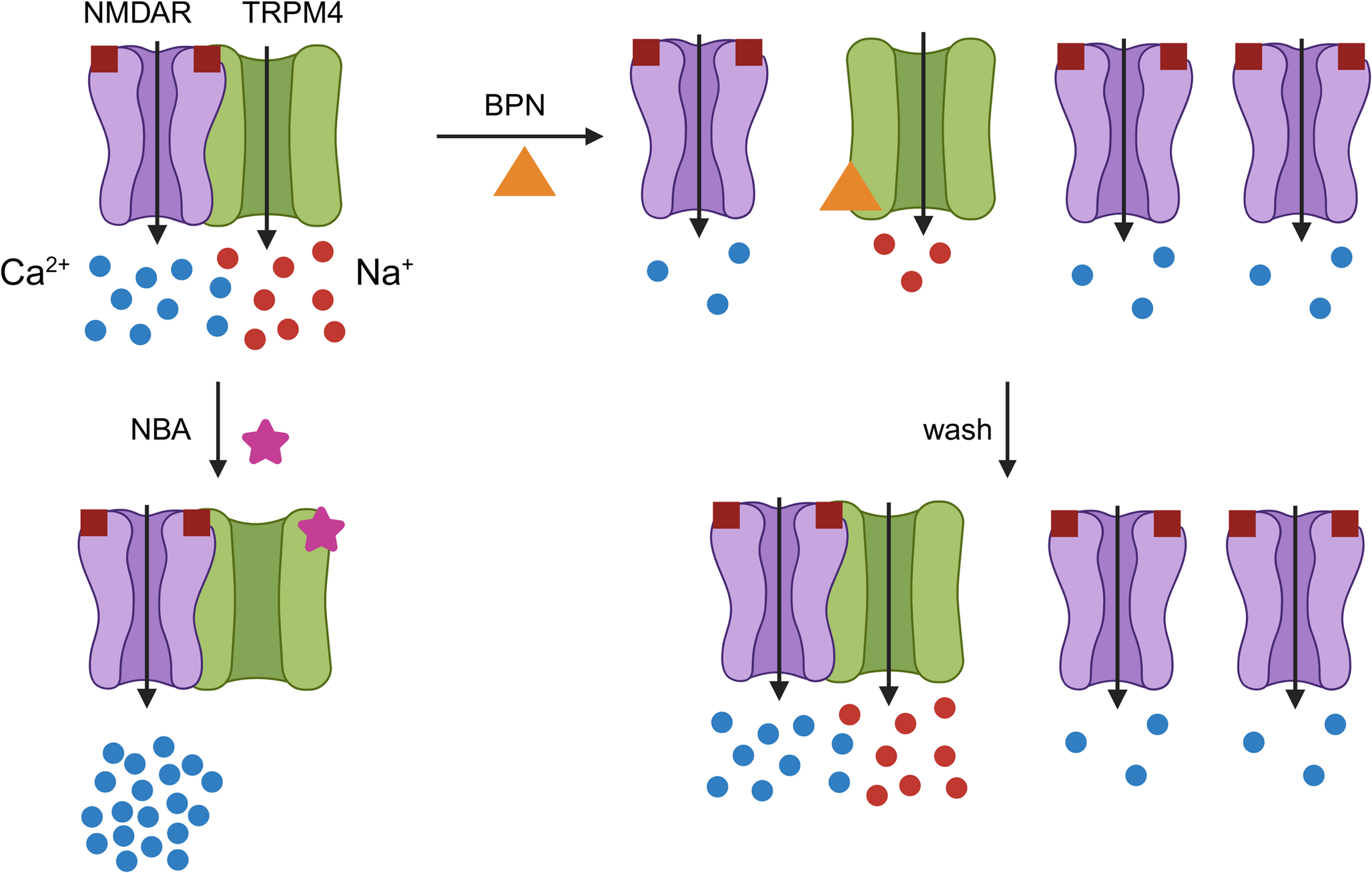 Modulation of NMDA Receptor and TRPM4 Activity in Hippocampal Neurons with the NMDA Receptor/TRPM4 Interface Inhibitor Brophenexin