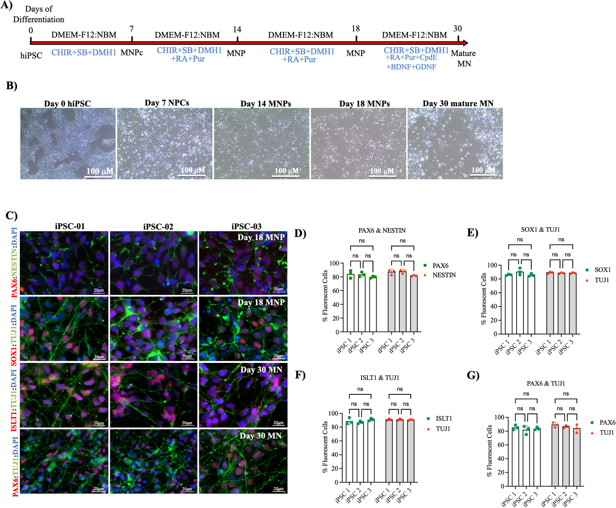 Niacin Protects iPSC-Derived Neurons from Chemotherapy-Induced Toxicity