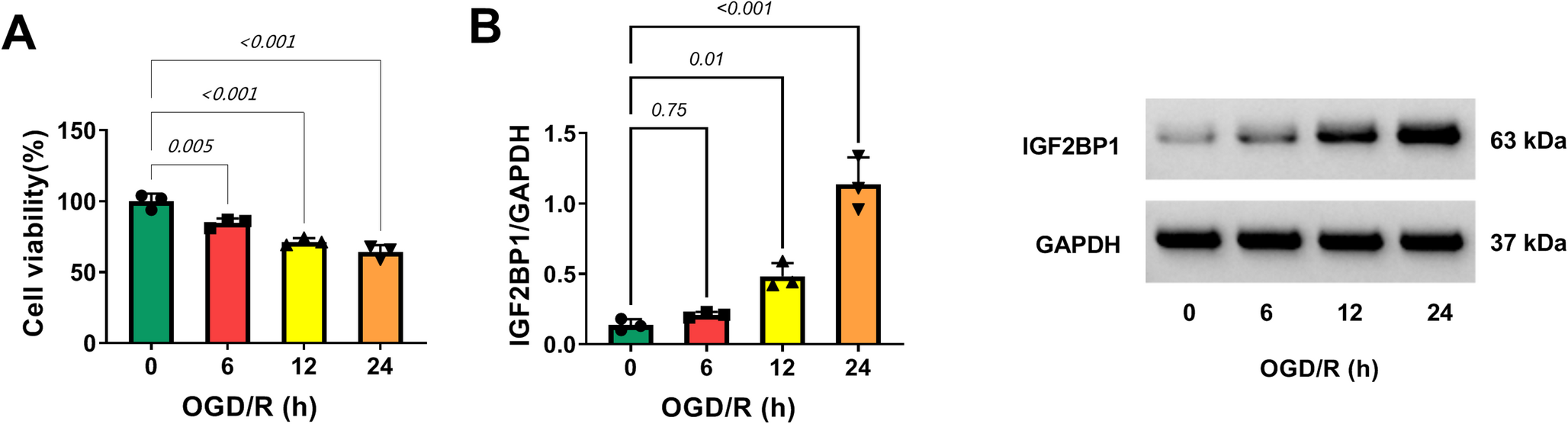 IGF2BP1 Aggravates NLRP3 Inflammasome Activation and Pro-Inflammatory Phenotype in Microglia-like Cells by Promoting TRIM45 Expression