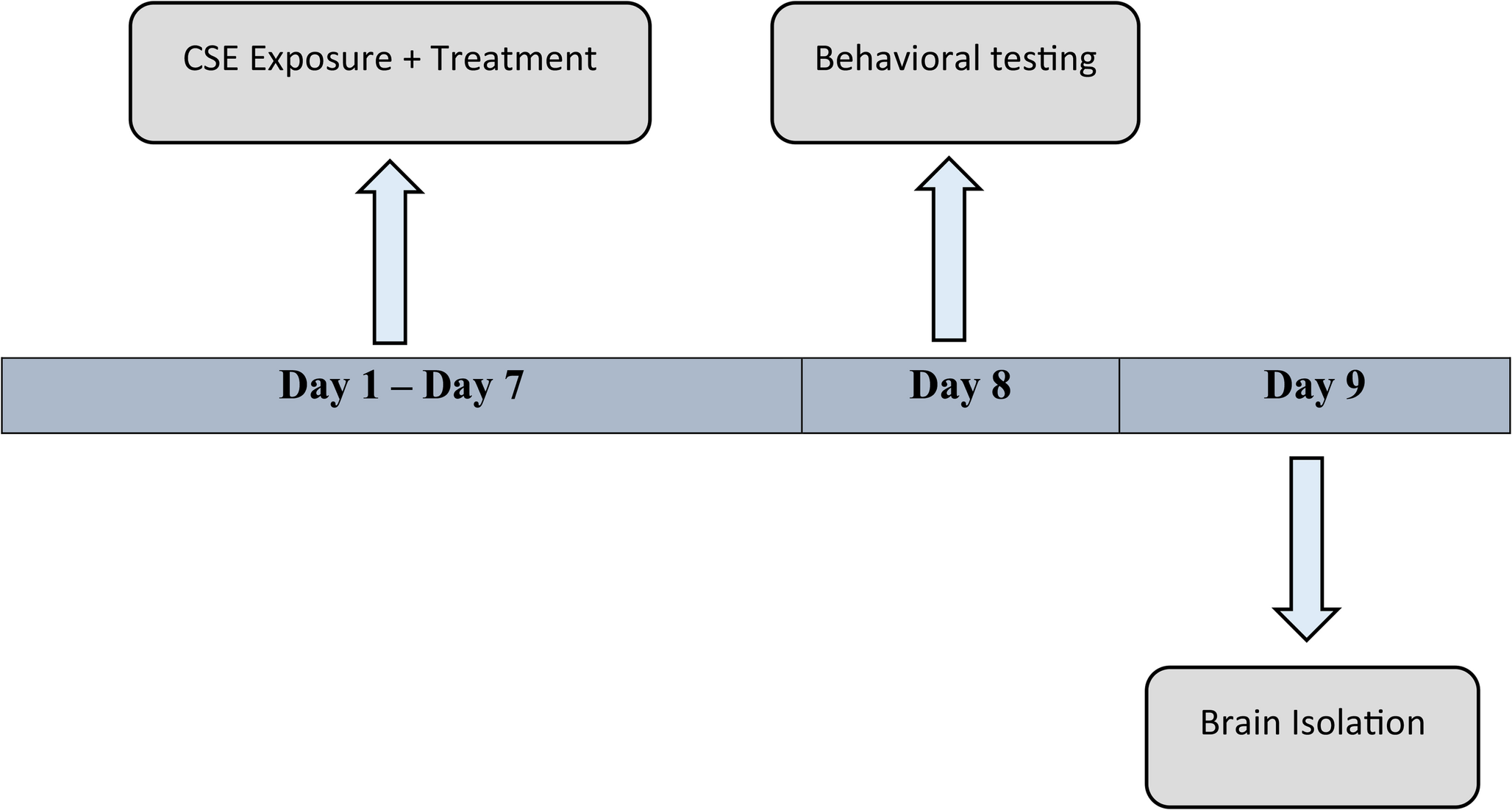 Protective Effect of  Extract Against Cigarette Smoke Extract Induced Neurodegeneration in Zebrafish Model