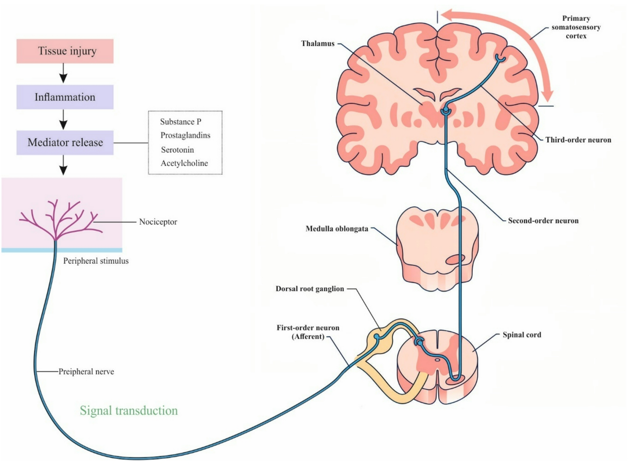 Conopeptides as Modulators of Pain and Inflammation in Chemotherapy-Induced Peripheral Neuropathy by Targeting α7 and α9 Nicotinic Acetylcholine Receptors