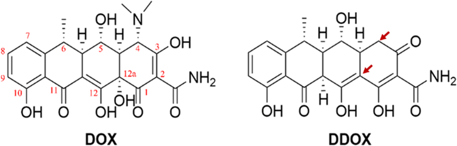 The Small Molecule DDOX Confers Neuroprotection and Alleviates Motor Deficits in a Preclinical Rat Model of Parkinson’s Disease