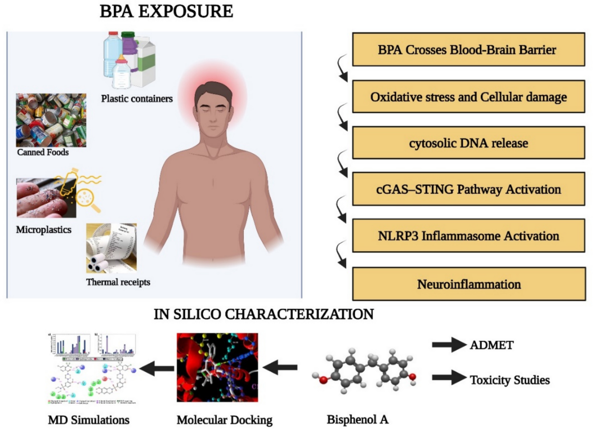 Novel  Evidence of Bisphenol A as a Neuroinflammatory Modulator through the cGAS-STING-NLRP3 Pathway